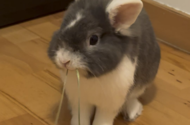 Daily dose of Bubbles