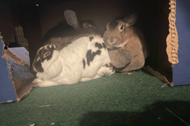 Cleaning their cage and got this look..... send help.