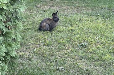 Recently acquired a rabbit