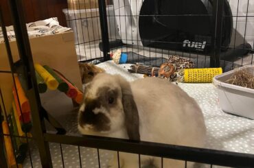 Rabbit bonding