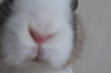 vanilla is watching you.