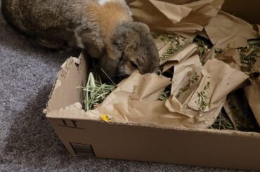Forage box for my little guys