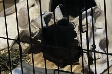 My rabbit made a structure and gave it a hay offering.