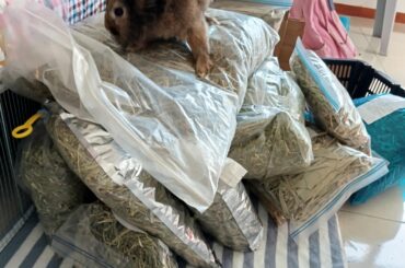 When will be the next time to buy some hay?
