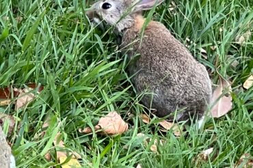 Wild Rabbit?