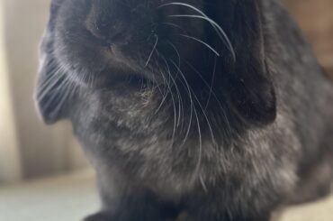 Bun Appreciation