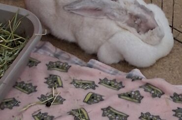 16 pounds of pure Flemish loaf. She is adaptable too, you know!