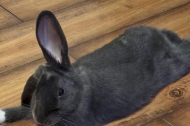 Why type of bunny is this? Why is his ears like that.