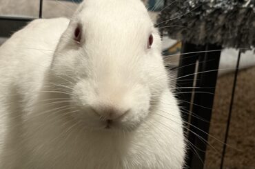 POV: You lock eyes with Tumbleblob Lint from across the room