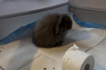 American Fuzzy? Or Holland Lop?