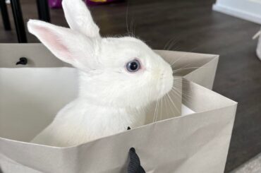 Does size of the breed matter when picking a friend for your bunny?
