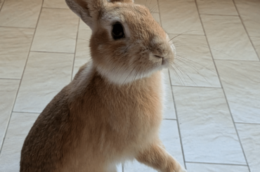 I've finally been able to hug my bunny !
