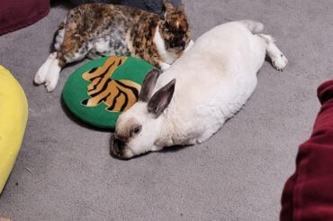 House bun life 🥰