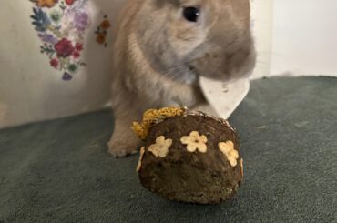 Happy gotcha day Carrot