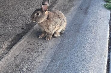 Is this a pet or wild?