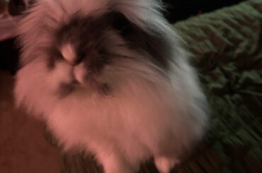 Im thinking of getting a flemish giant or an angora