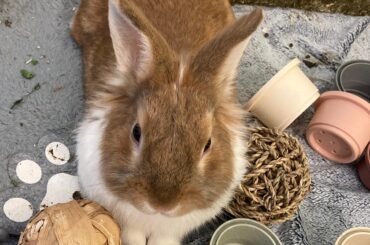 Advice to stop bitin when trying to stop bunny from destroying things