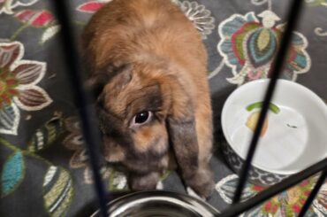 Chamomile is home :3