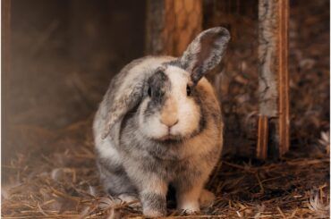 Cutest little trouble maker 🐰