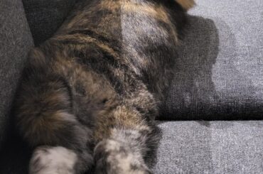 Snuffleupagus has claimed the couch