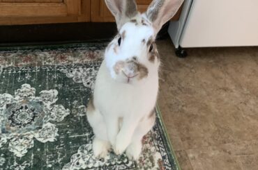 Mother. Where is banana.