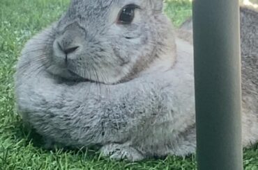 Say hello to my bunny! (Evil bunny)