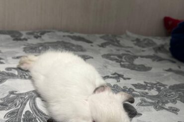 When my lil bun gets tired of running around the house, he lies down on the bed, stretches out and lies there like a pancake, resting.