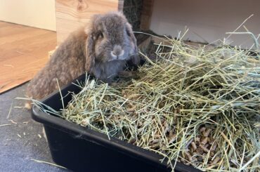 Louise can’t believe I’m tossing the hay she discarded and peed on
