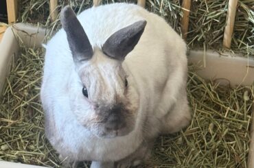 UPDATE: Horrible Experience Trying to Adopt.
