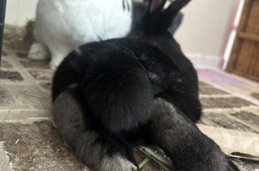 Meet our new additions Oreo and Galaxy