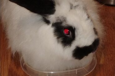 If he fits he sits bun bun 101
