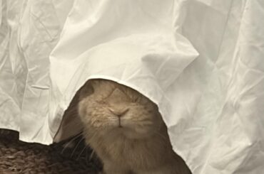 Dolly isn’t very good at hide and seek.