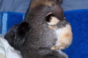 Nothing like a cuddle with mama