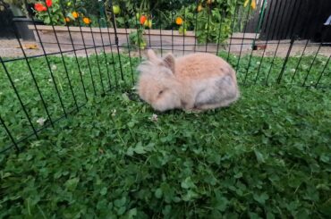 Bunny and cat not getting along. Help needed.