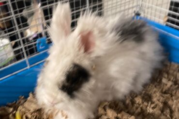 Found a rabbit in the street, what should I do?