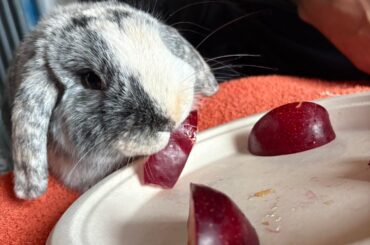 the plum thief