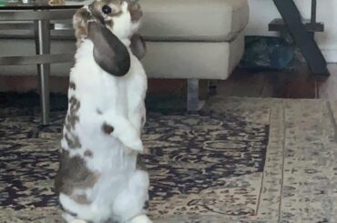 Bunny or Kangaroo?