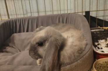 My bunny sometimes moves his nose while I'm petting him, is this ok? Is he afraid of me?