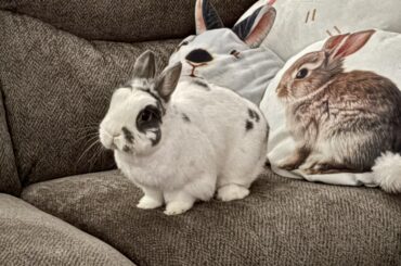 Our pillow collection!