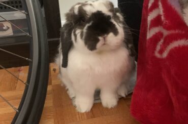 Question about Hay