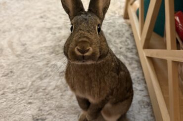 Is anyone else’s bunny happy being a solo?