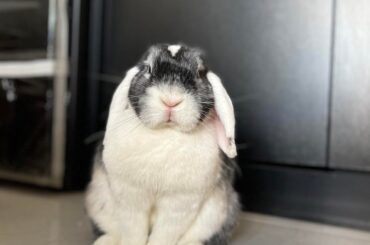Our friends moved abroad and left their bunny with us. She was supposed to stay temporarily, but now she’s decided to move in for good 🖤🐰