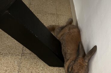 how dare I put the table on his napping spot