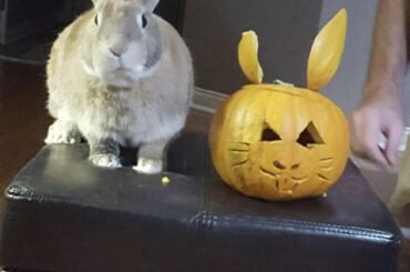 Couldn’t even get a good picture with the pumpkin before chomp chomp.