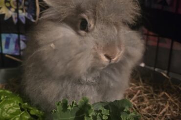 Need a name for this floofy gal