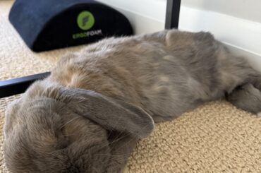 Us bun parents only know the immense joy we feel when our buns flop right next to us🥹