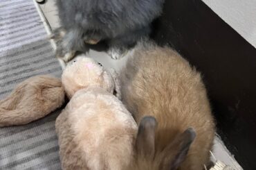 Squishing in//bunny pillow