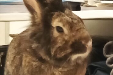 This is TuBao, who started chewing on cardboard at 3am and woke me up.