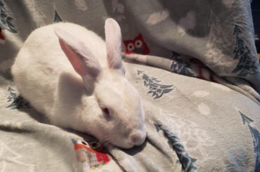 Bunny Renal Failure Help