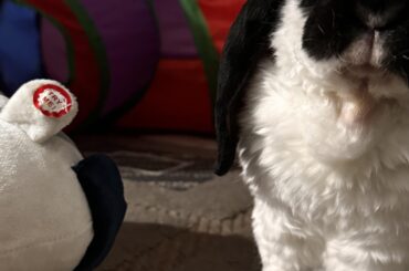 Bouncer bunny
